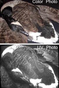 UVision ultraviolet (UV) reflective duck and goose decoy paint is